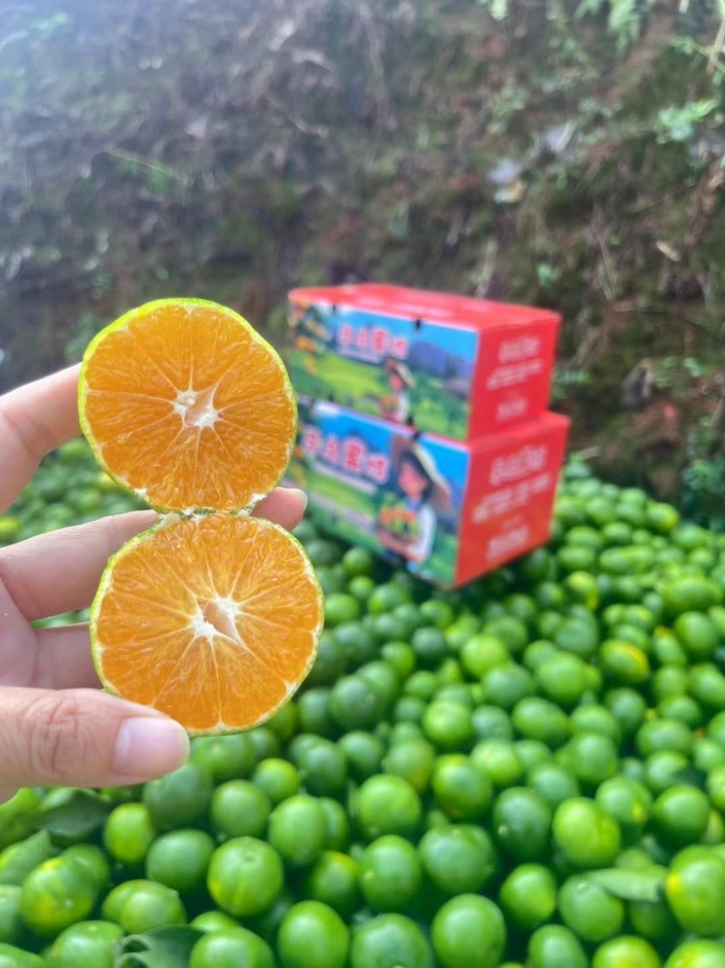 当季新鲜现摘青皮橘子寻乌蜜橘薄皮橘子自家高山种植