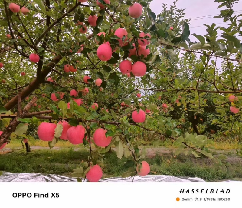 阿克苏早熟富士
