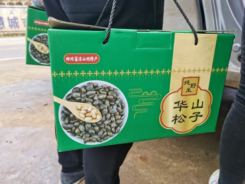 凉山松子华山松子落水松鲜松