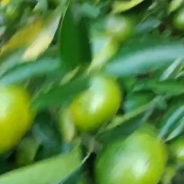 蜜桔