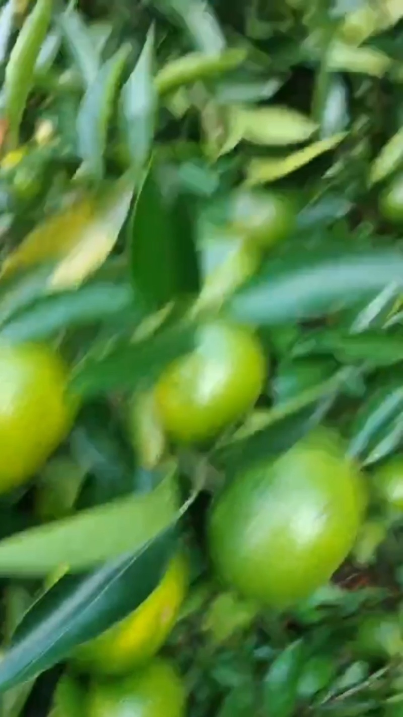 蜜桔