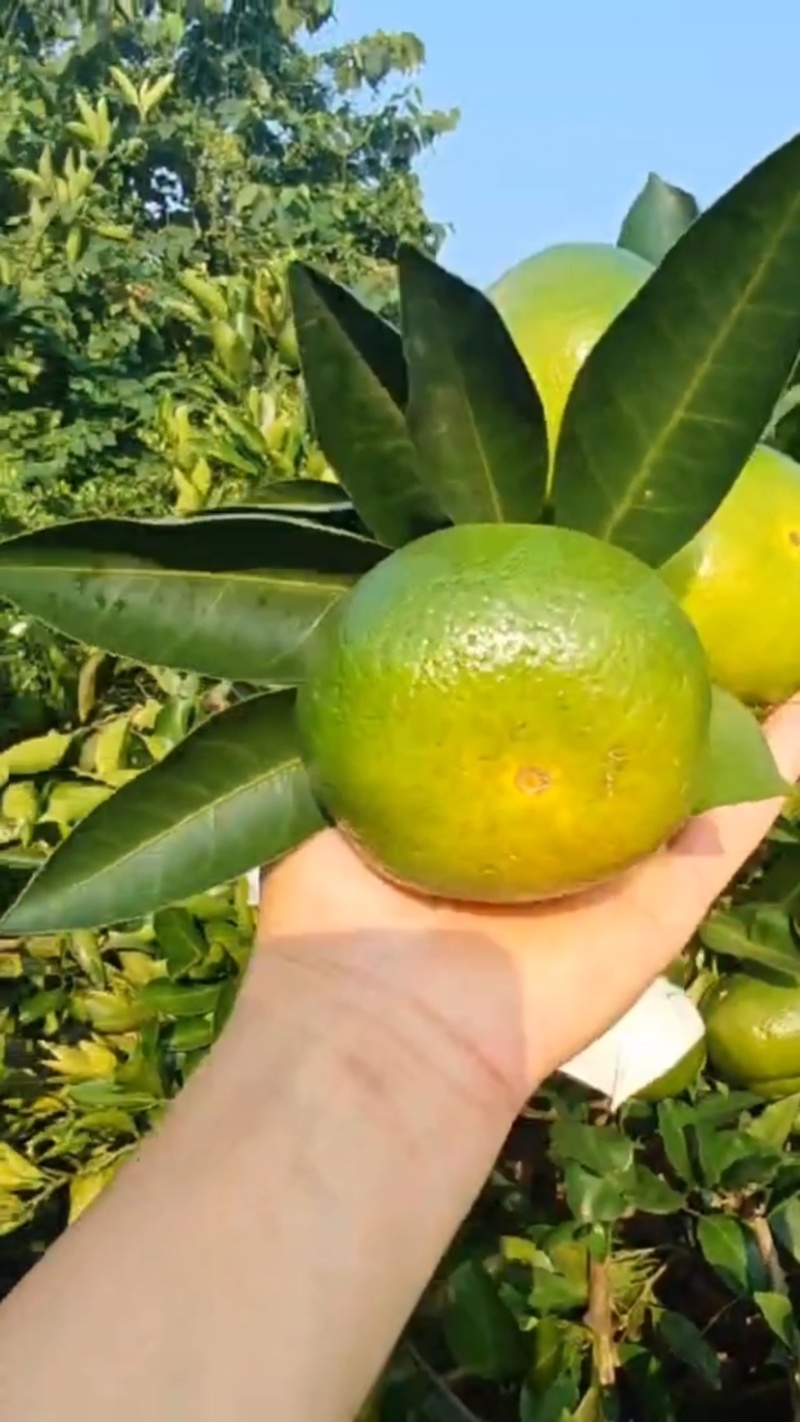 蜜桔
