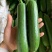 青蛙绿王子杂交一代短棒油亮油绿丝瓜种籽节节有瓜抗寒耐