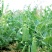台湾超甜大粒碗豆仁豌豆种子绿豌豆种籽菜用甜糯抗病高产蔬菜