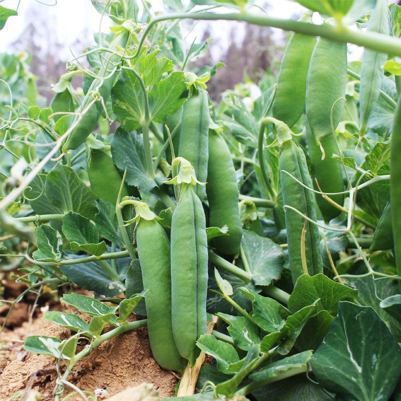 台湾超甜大粒碗豆仁豌豆种子绿豌豆种籽菜用甜糯抗病高产蔬菜