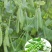 台湾超甜大粒碗豆仁豌豆种子绿豌豆种籽菜用甜糯抗病高产蔬菜