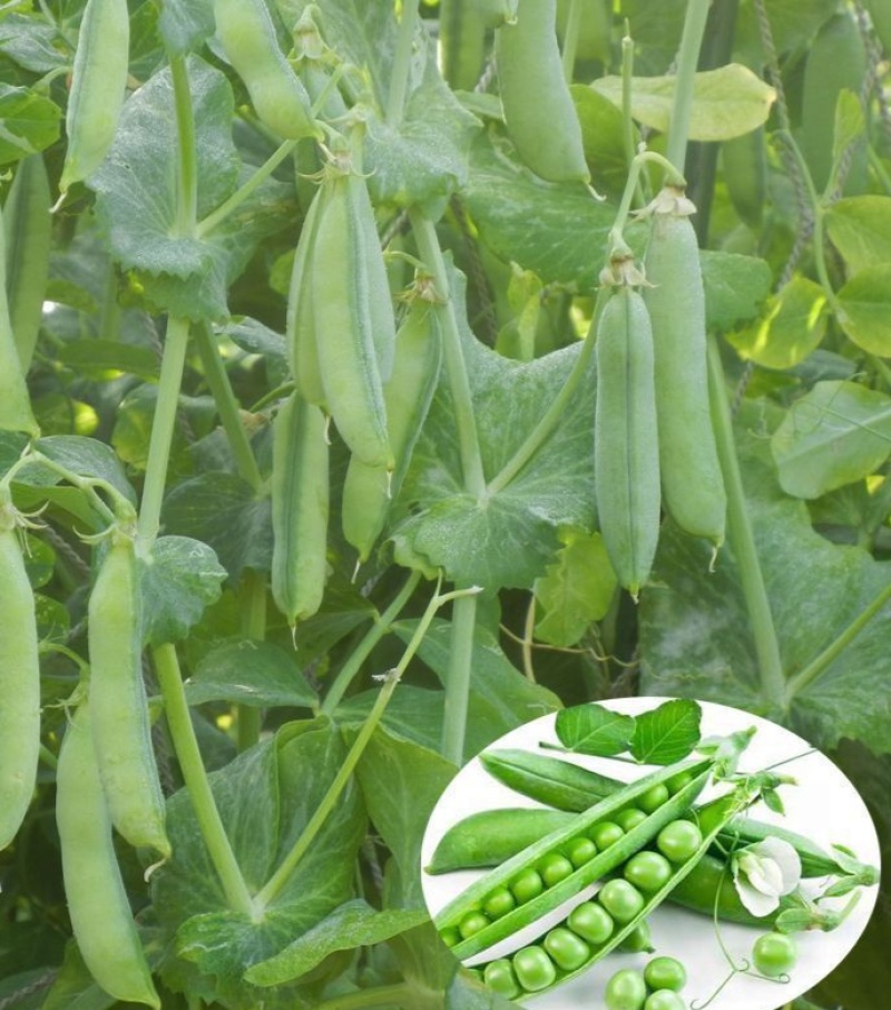 台湾超甜大粒碗豆仁豌豆种子绿豌豆种籽菜用甜糯抗病高产蔬菜