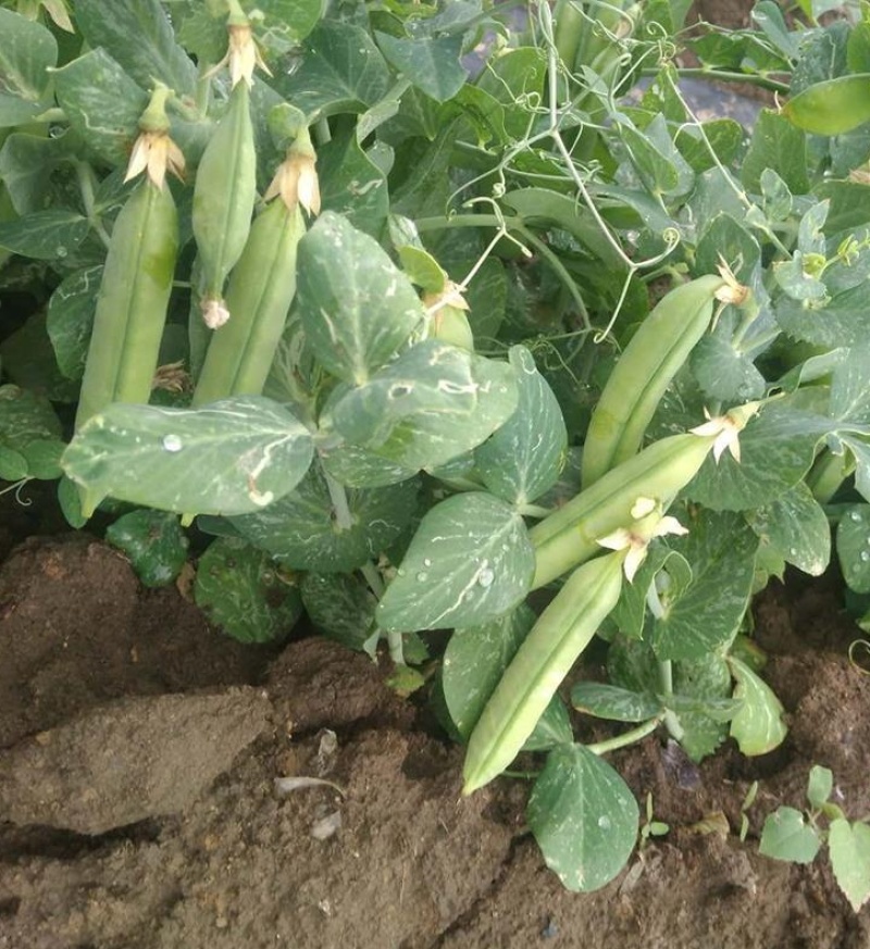 台湾超甜大粒碗豆仁豌豆种子绿豌豆种籽菜用甜糯抗病高产蔬菜