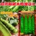 台湾超甜大粒碗豆仁豌豆种子绿豌豆种籽菜用甜糯抗病高产蔬菜