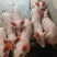 四川仔猪批发【防疫检疫手续齐全】品种齐全备案车辆保送到家