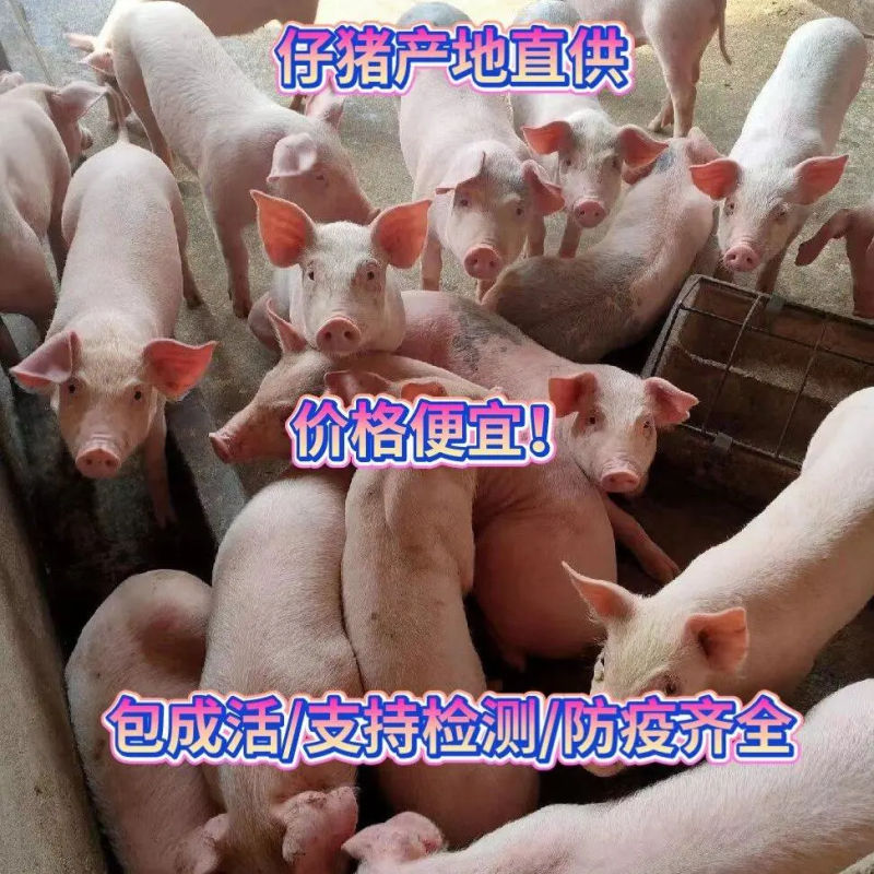 四川仔猪批发【防疫检疫手续齐全】品种齐全备案车辆保送到家