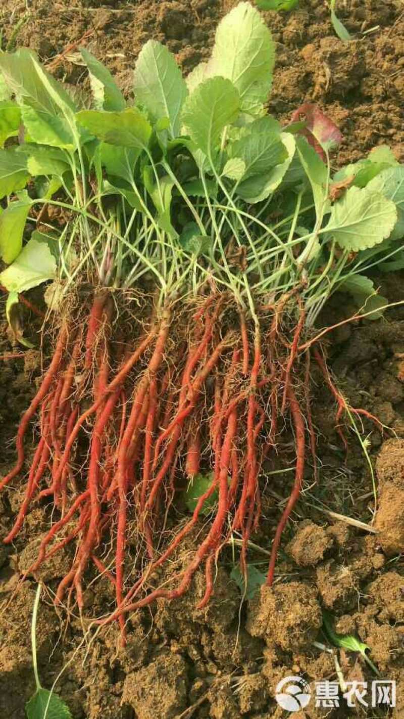改良丹参苗丹参苗种植丹参苗基地育苗批发实地看货