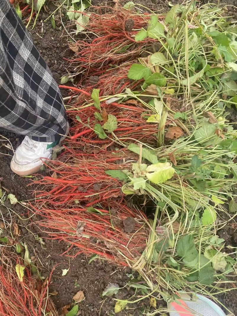 改良丹参苗丹参苗种植丹参苗基地育苗批发实地看货