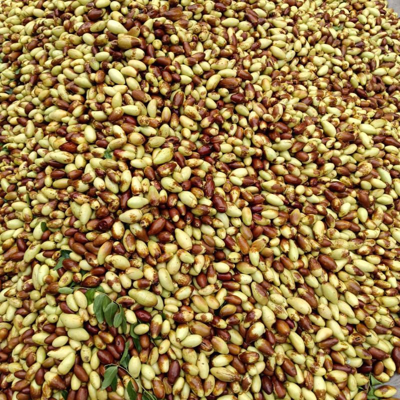 滦县山地马牙枣，甜又脆，大量上市了，联系我吧