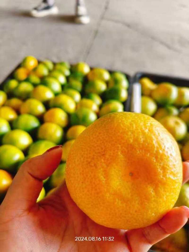 特早大分蜜桔蜜橘按客户需求严把质量关诚信经营量大价优