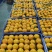 特早大分蜜桔蜜橘按客户需求严把质量关诚信经营量大价优