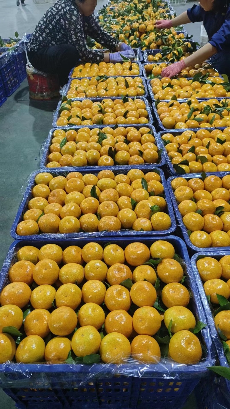 特早大分蜜桔蜜橘按客户需求严把质量关诚信经营量大价优