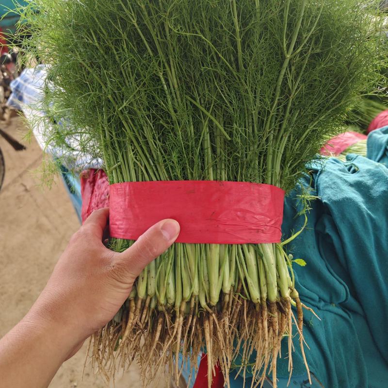 精品小茴香
