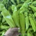 辽宁凌海冷棚辣椒🌶️，椒王，长剑，306，尼泊特等