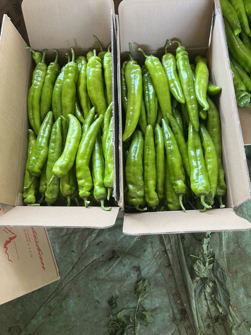 辽宁凌海冷棚辣椒🌶️，椒王，长剑，306，尼泊特等