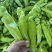 辽宁凌海冷棚辣椒🌶️，椒王，长剑，306，尼泊特等