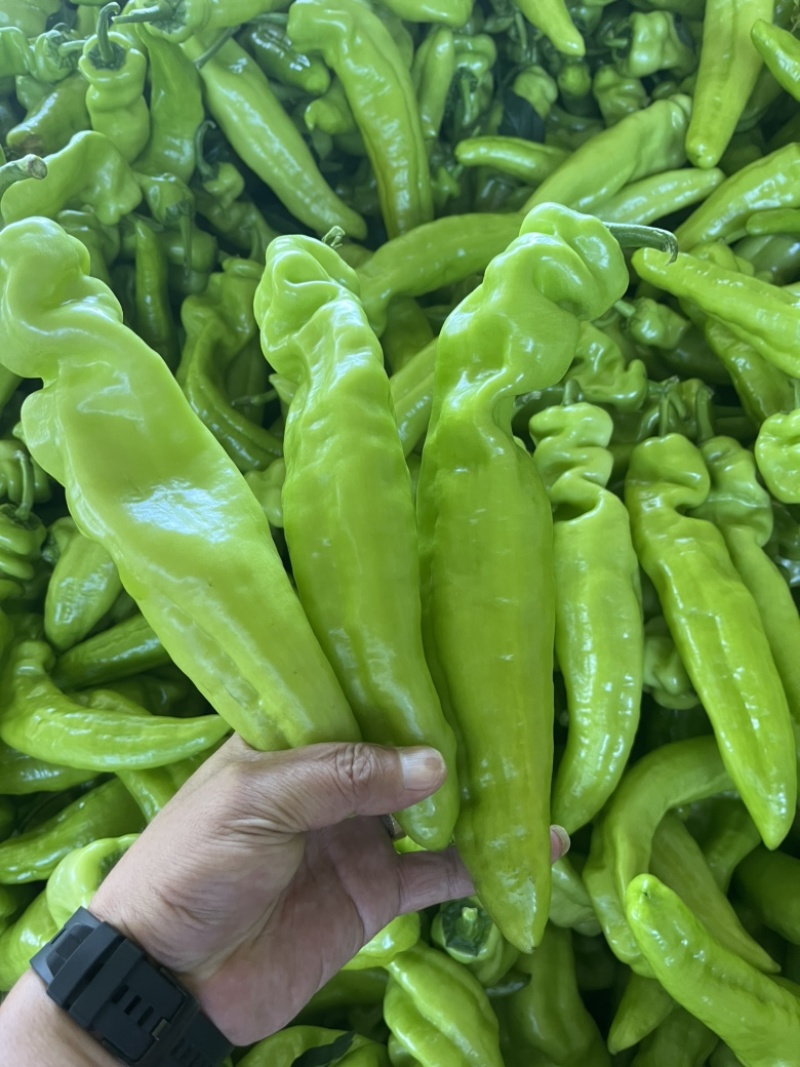 辽宁凌海冷棚辣椒🌶️，椒王，长剑，306，尼泊特等