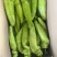 辽宁凌海冷棚辣椒🌶️，椒王，长剑，306，尼泊特等