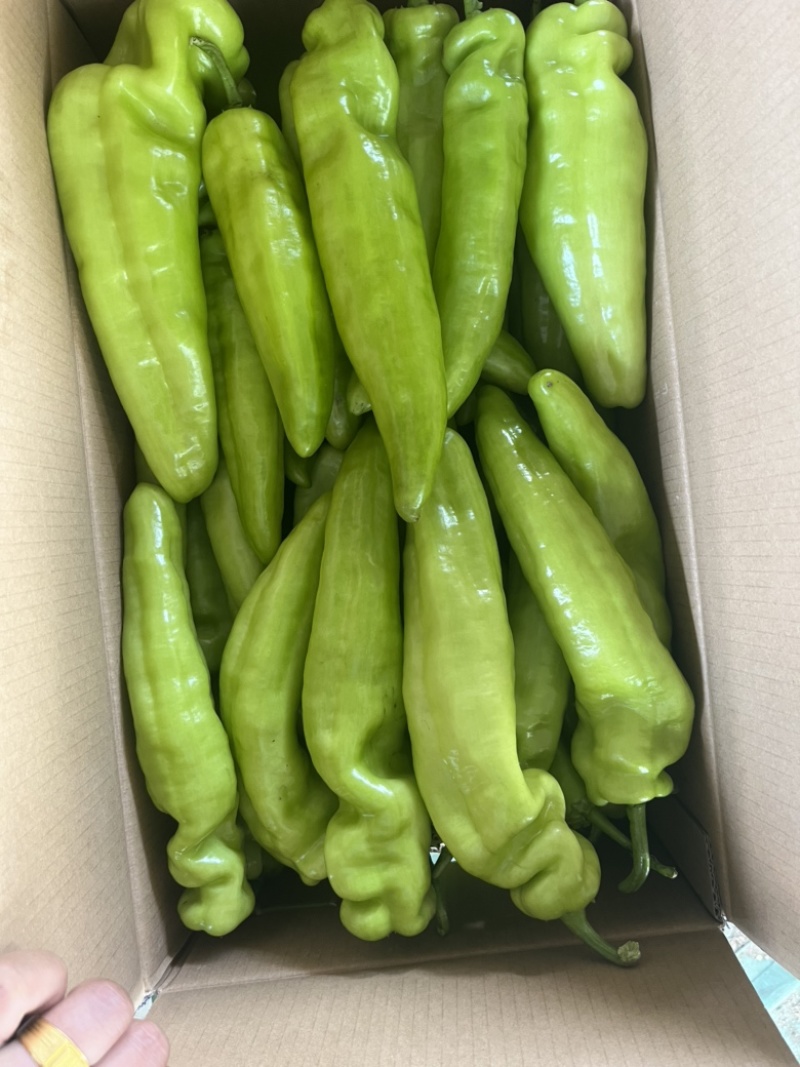 辽宁凌海冷棚辣椒🌶️，椒王，长剑，306，尼泊特等