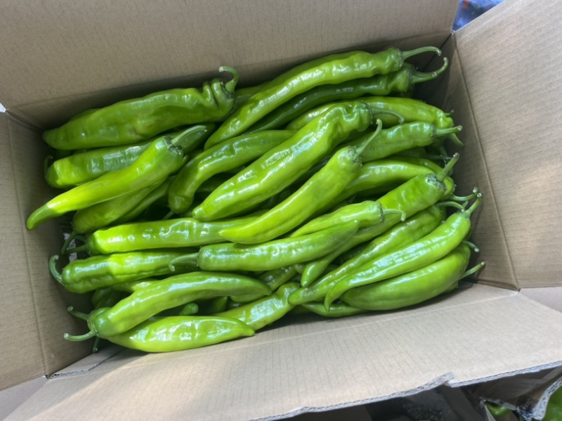 辽宁凌海冷棚辣椒🌶️，椒王，长剑，306，尼泊特等