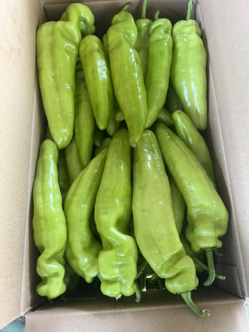 辽宁凌海冷棚辣椒🌶️，椒王，长剑，306，尼泊特等