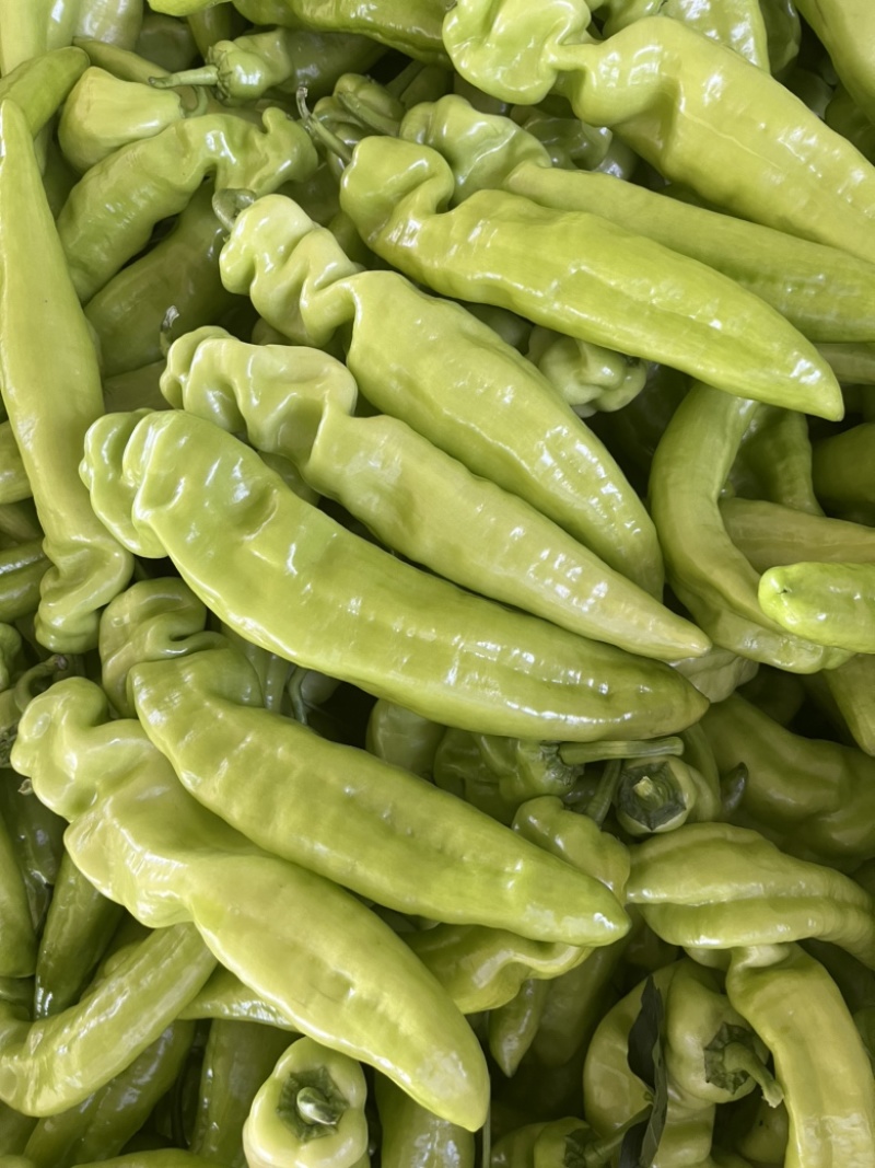 辽宁凌海冷棚辣椒🌶️，椒王，长剑，306，尼泊特等