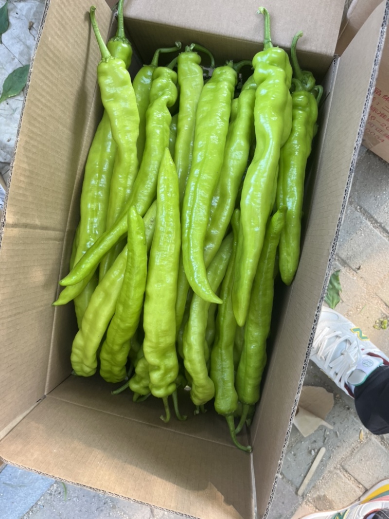 辽宁凌海冷棚辣椒🌶️，椒王，长剑，306，尼泊特等