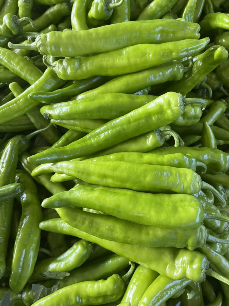 辽宁凌海冷棚辣椒🌶️，椒王，长剑，306，尼泊特等