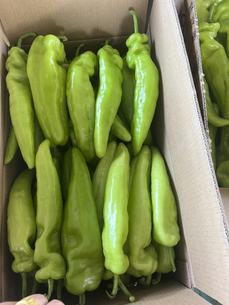 辽宁凌海冷棚辣椒🌶️，椒王，长剑，306，尼泊特等