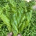 辽宁凌海冷棚辣椒🌶️，椒王，长剑，306，尼泊特等