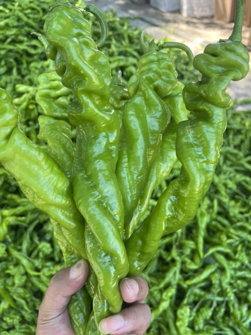 辽宁凌海冷棚辣椒🌶️，椒王，长剑，306，尼泊特等