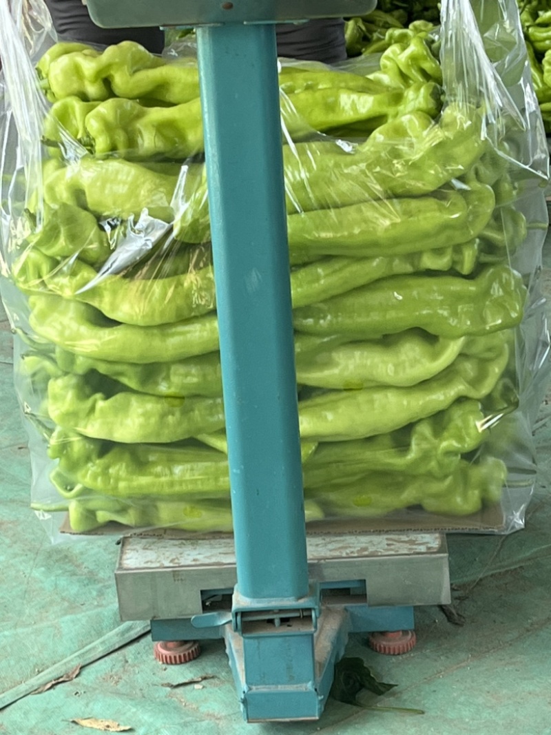 辽宁凌海冷棚辣椒🌶️，椒王，长剑，306，尼泊特等