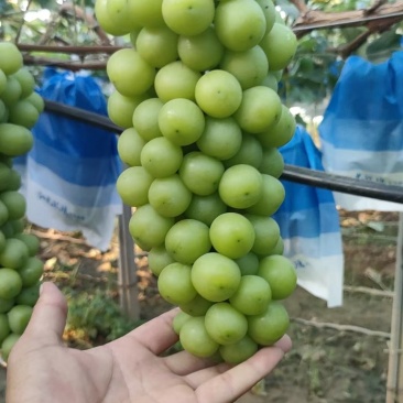 陕西渭南阳光玫瑰大量上市