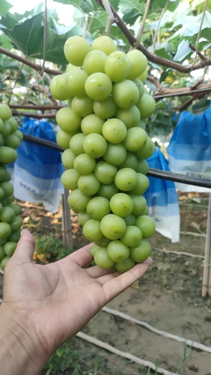 陕西渭南阳光玫瑰大量上市