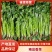 辽宁锦州精品大叶香菜上市中（信誉至上，质量精品）