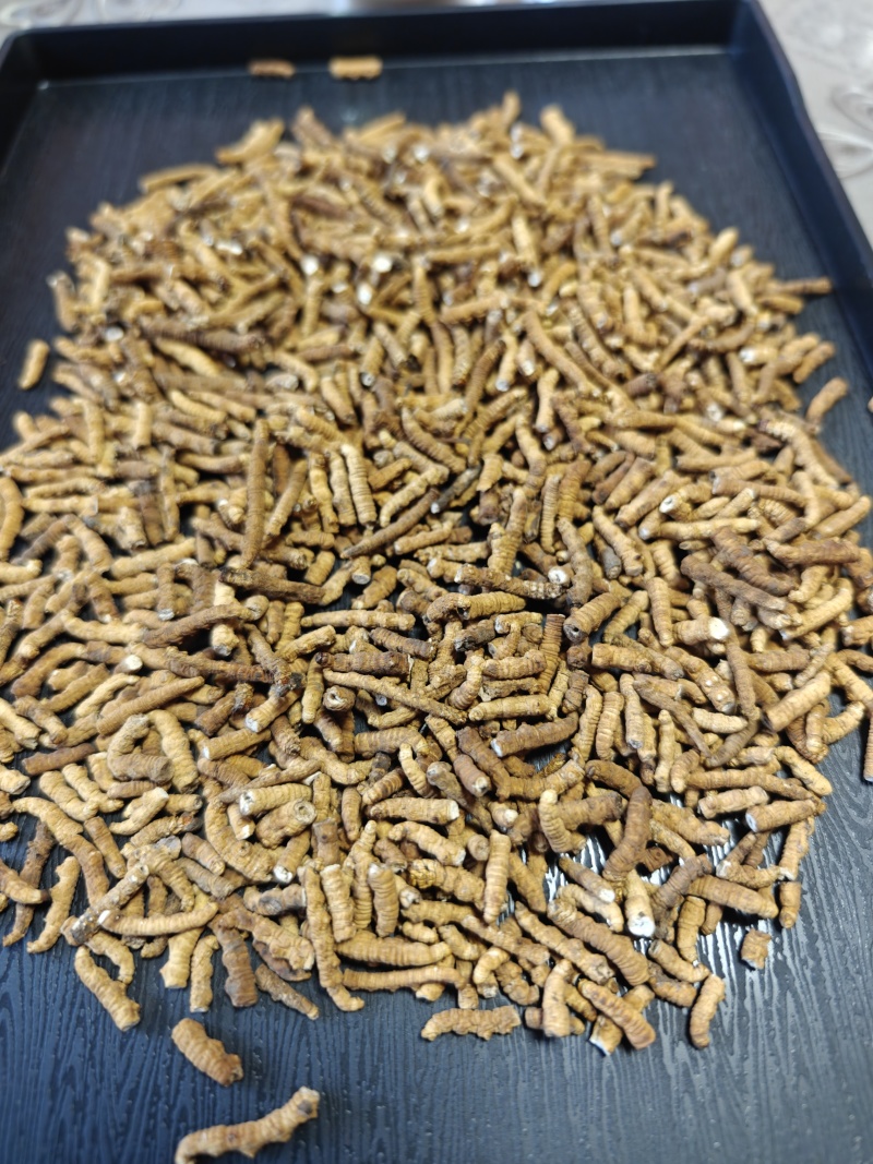 那曲冬虫夏草精选纯肉节断草