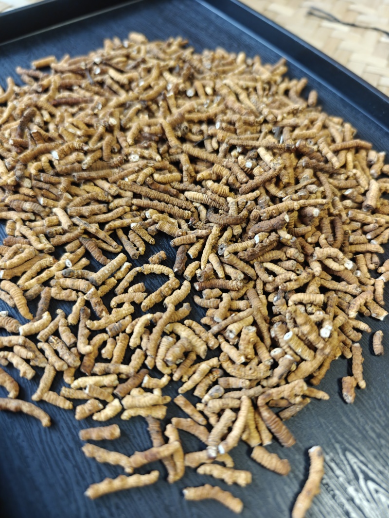 那曲冬虫夏草精选纯肉节断草