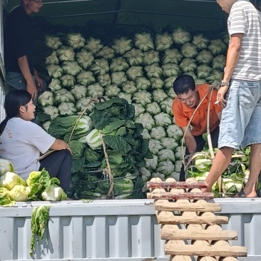 黄心白菜