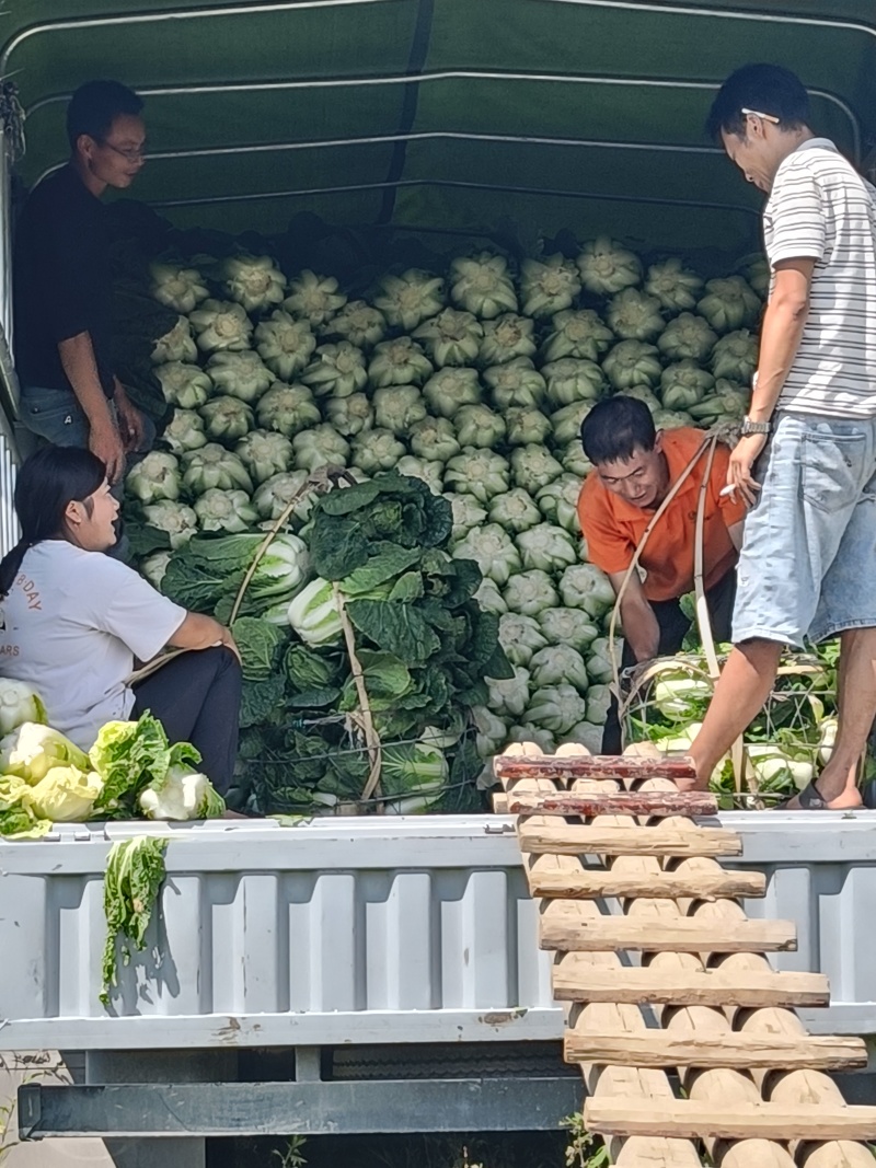 黄心白菜