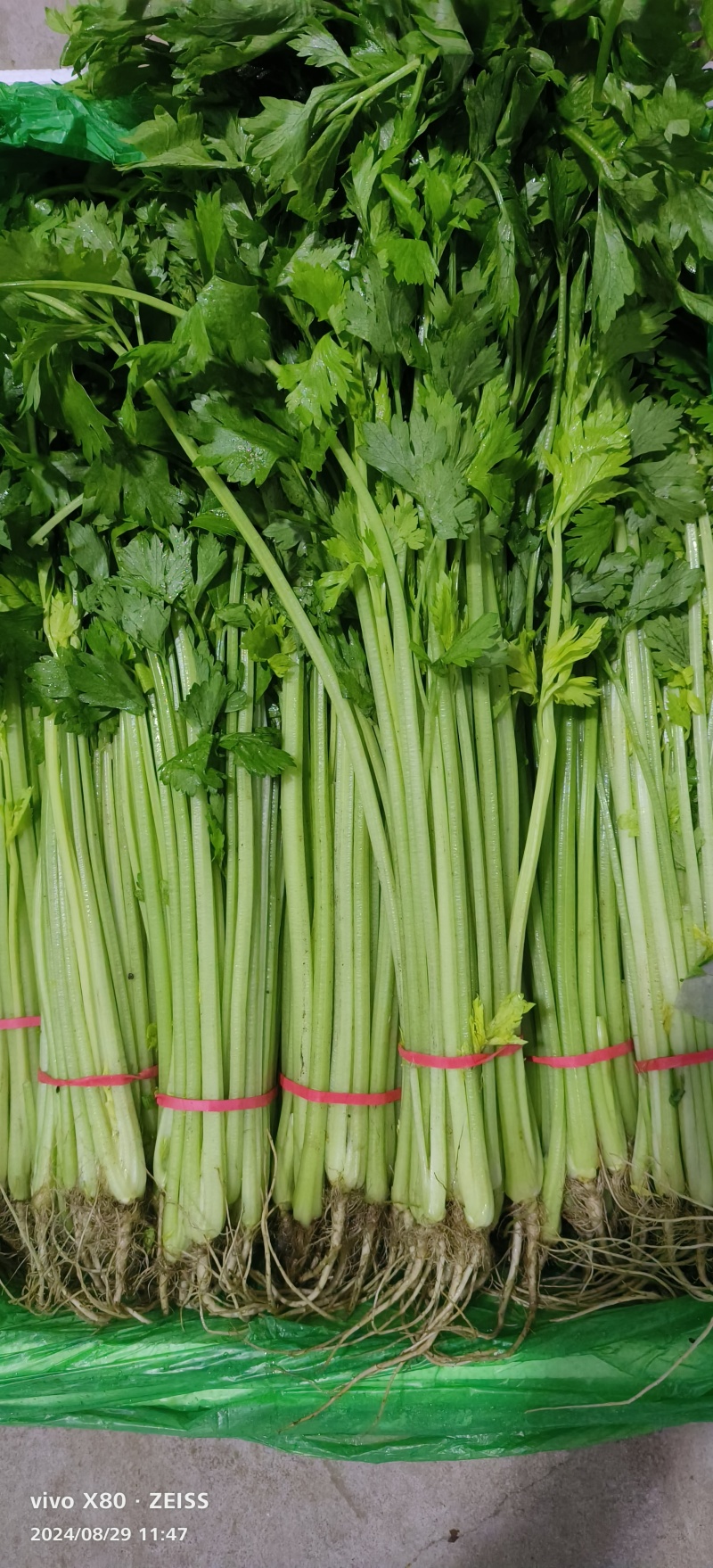 精品香芹，大量供应，质量非常好，价格不贵！要的老板联系