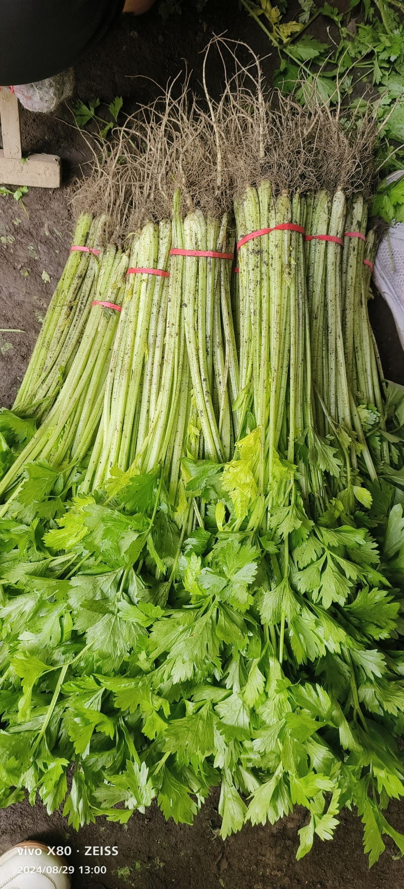 精品香芹，大量供应，质量非常好，价格不贵！要的老板联系
