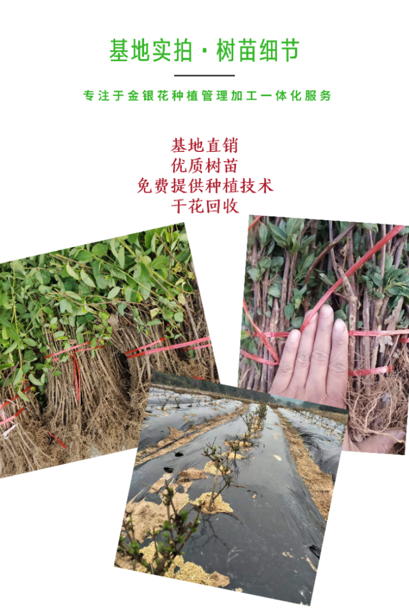 山东四季金银花树苗品种纯正包回收免费技术指导