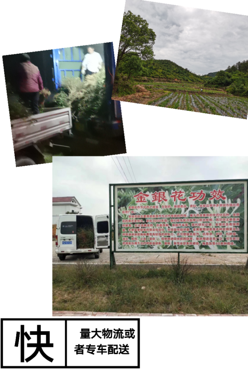 山东四季金银花树苗品种纯正包回收免费技术指导
