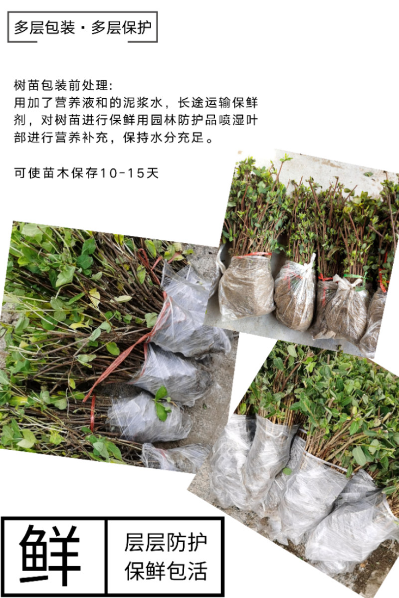 山东四季金银花树苗品种纯正包回收免费技术指导