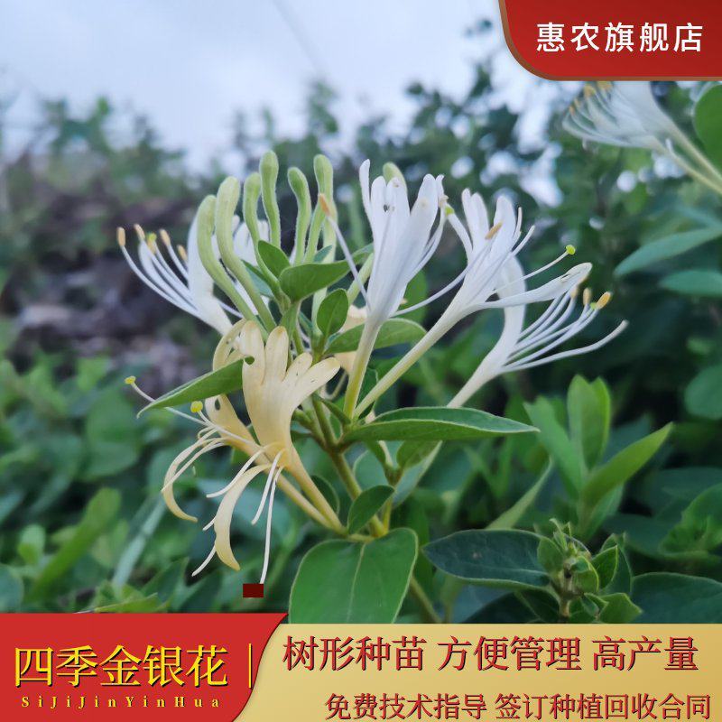 山东四季金银花树苗品种纯正包回收免费技术指导